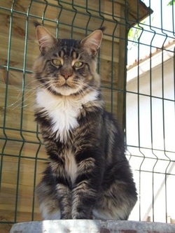 chat maine coon chaton